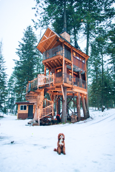 Dog on the background of the house